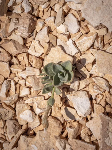 Silene sefidiana