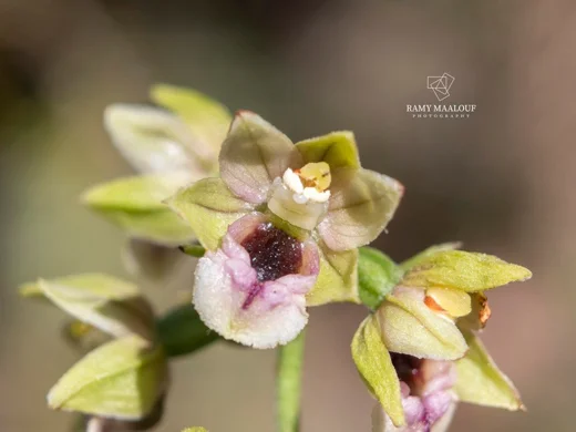 Epipactis helleborine subsp. tremolsii