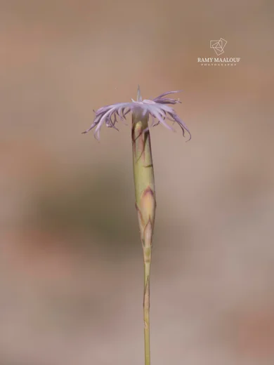 Dianthus marinae