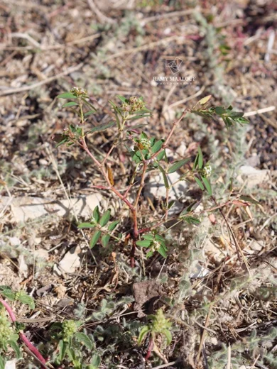 Euphorbia indica