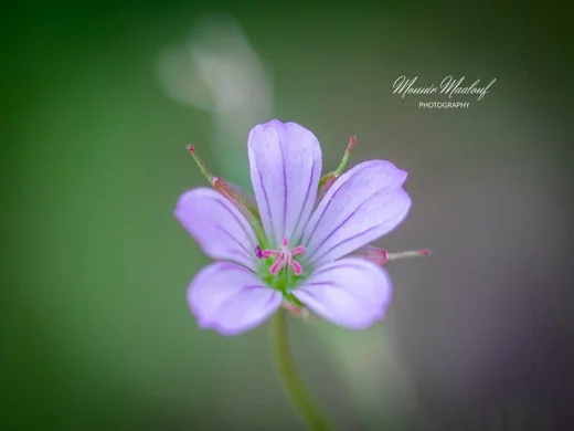 Geranium columbinum