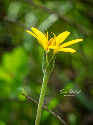 Pseudopodospermum molle