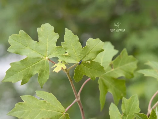 Acer hyrcanum subsp. tauricola