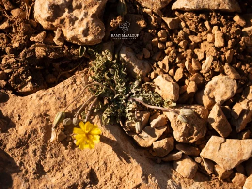 سراغة روبرتية