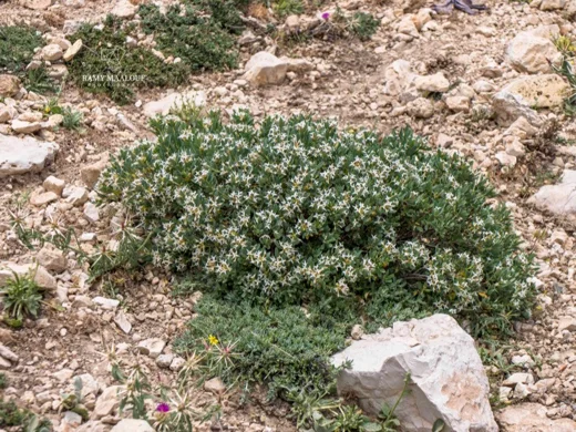 دفنة زيتونية