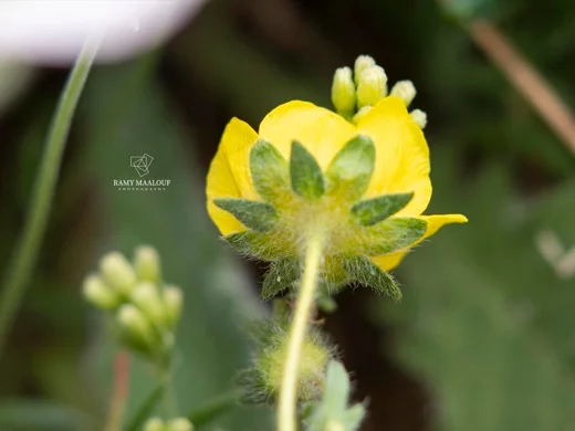 Potentilla geranioides subsp. syriaca