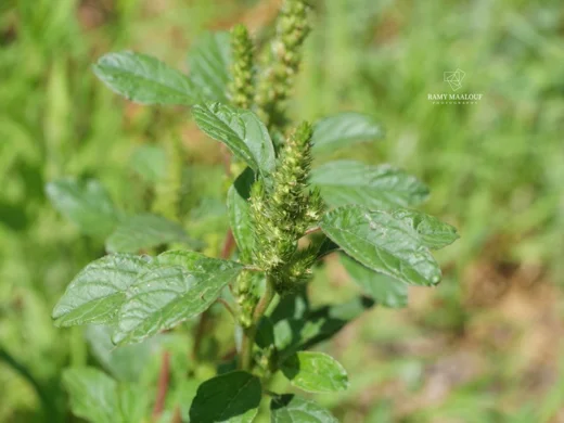 Amaranthus retroflexus