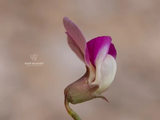 Lathyrus formosus