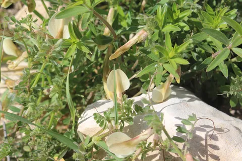 الأزهار و الأوراق، شهر شباط. هذه الصورة مرخصة تحت المشاع الاٍبداعي نسب المصنف - غير تجاري 4.0