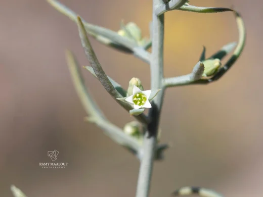 Thesium ramosum