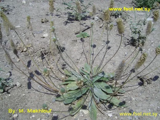 وِدنة