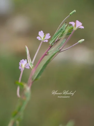 Epilobium tetragonum