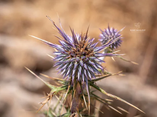Echinops spinosissimus subsp. macrolepis