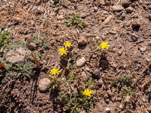 Taraxacum cf. bithynicum
