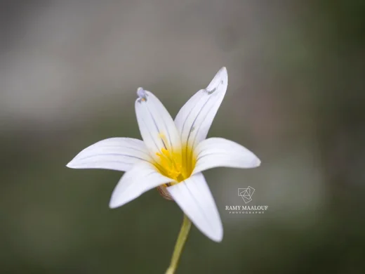 رومولية زعفرانية