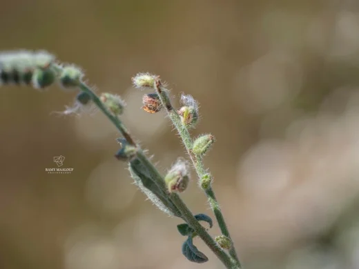 Heliotropium supinum