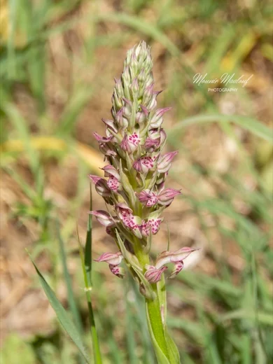 Anacamptis coriophora subsp. fragrans