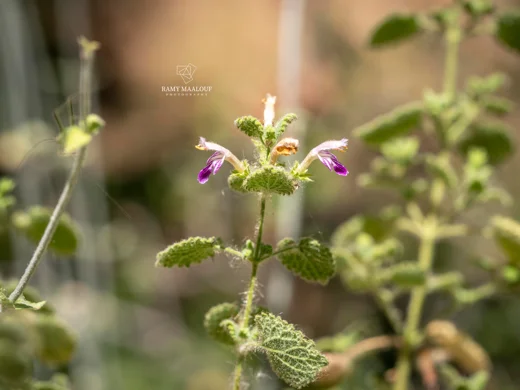 Ballota saxatilis subsp. saxatilis