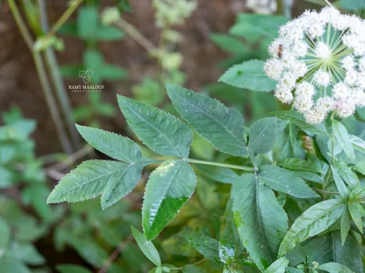 Angelica sylvestris