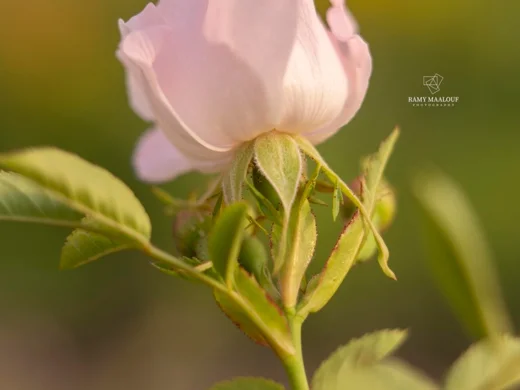 Rosa × andegavensis