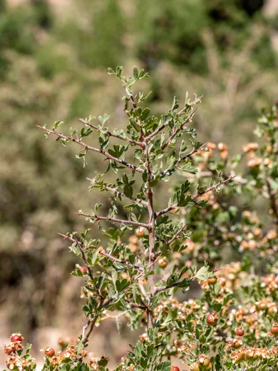 زعرور