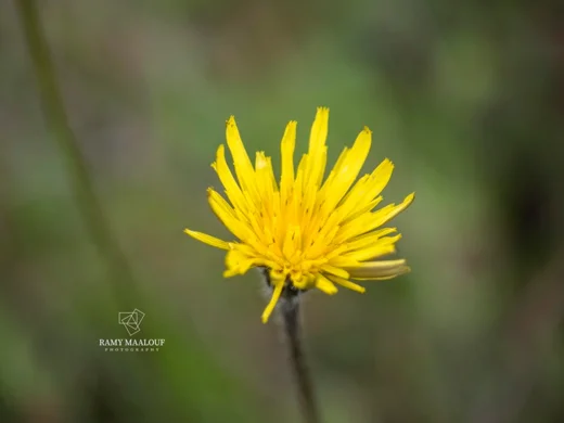 Leontodon tuberosus