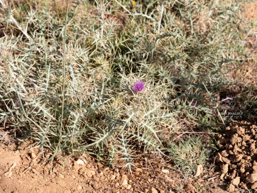 Cirsium leucocephalum subsp. hermonis