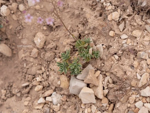 Gypsophila libanotica