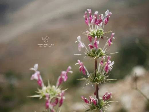 Morina persica