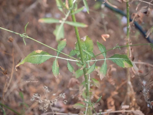 Cephalaria joppensis