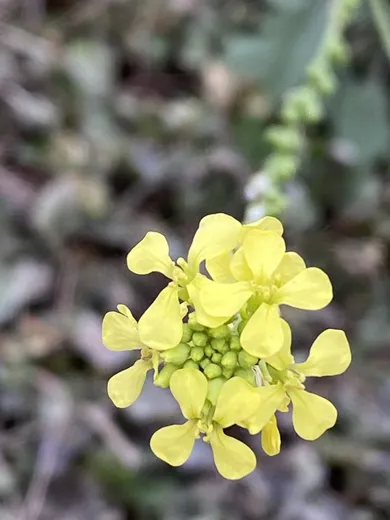 نسب المصنف - غير تجاري 4.0 دولي (CC BY-NC 4.0)- i naturalist.