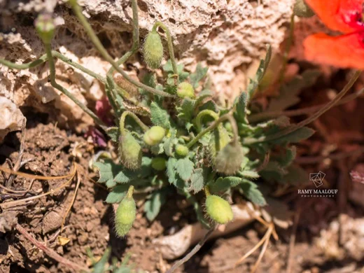 Papaver dubium
