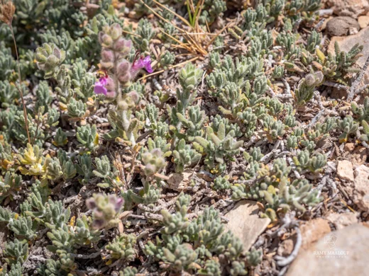 Teucrium socinianum