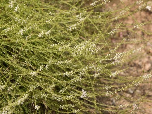 Anarrhinum orientale