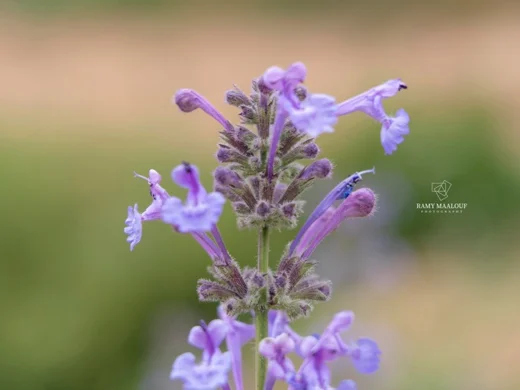 Nepeta cilicica