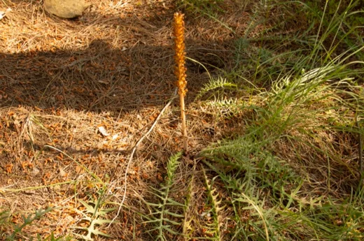Orobanche palaestina