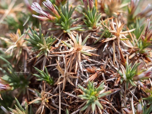 Acantholimon ulicinum