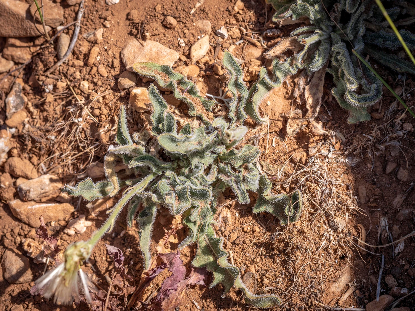 Leontodon asperrimus