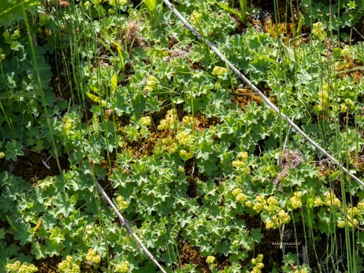 Alchemilla diademata
