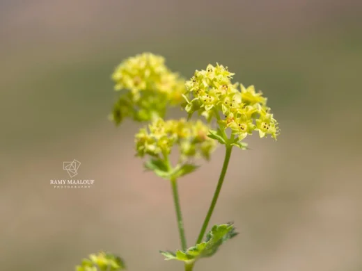 Alchemilla diademata
