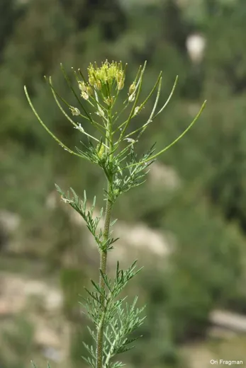 سمارة