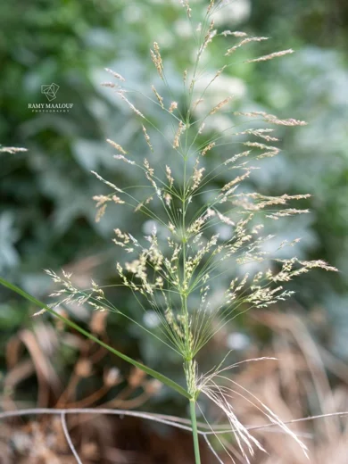 Oloptum thomasii