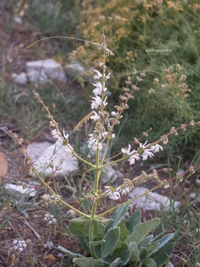 قصعين صغير الغطاء