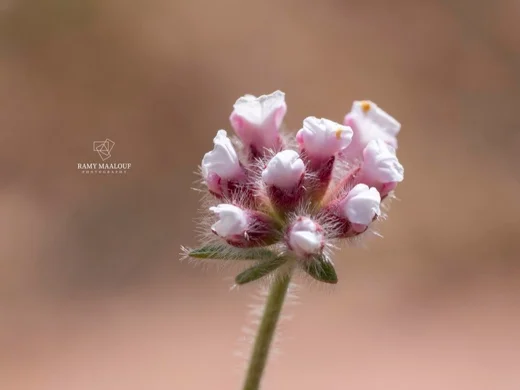 Lotus hirsutus