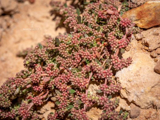 Herniaria glabra