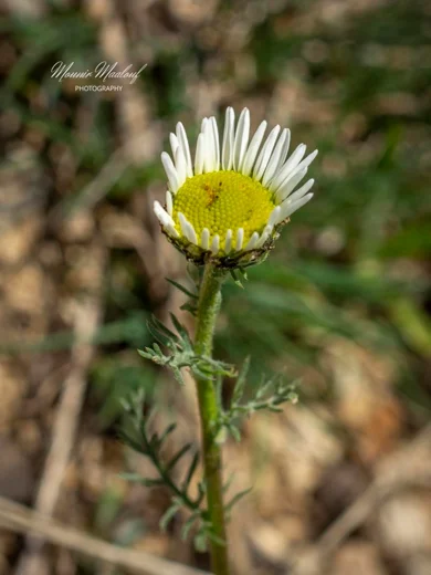 Tripleurospermum oreades