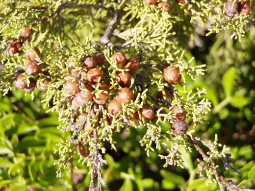 عرعر