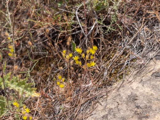 Petrosedum tenuifolium