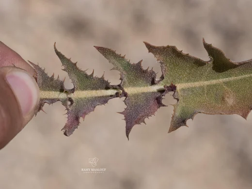طرخشقون سوري
