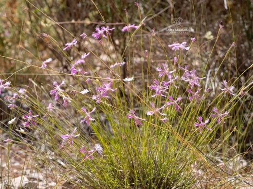 Dianthus orientalis subsp. nassireddinii
